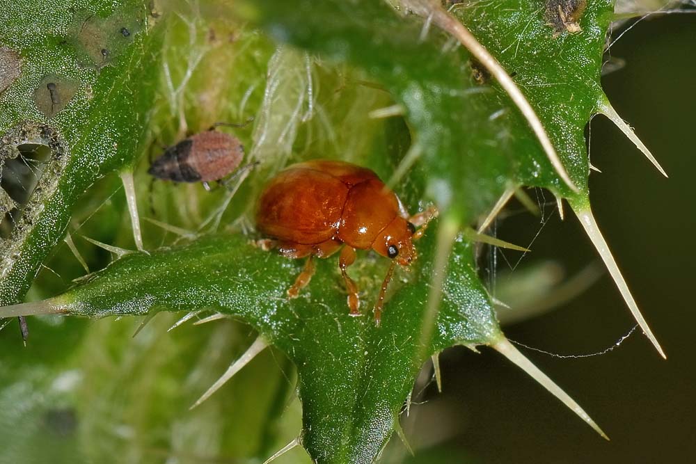 Sphaeroderma sp. (Chrysomelidae)